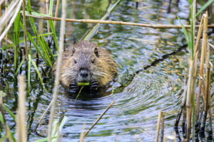 Nutria in the water eating