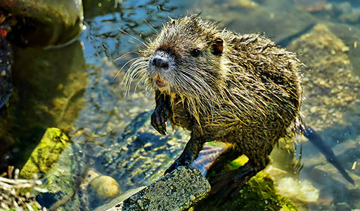 Nutria in the water