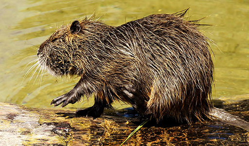 Nutria on a log near the water