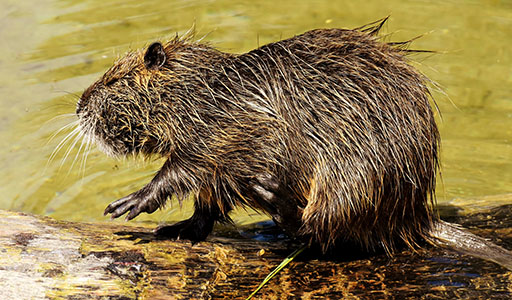 Nutria Information Trutech Wildlife Removal