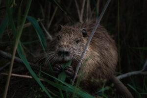 Nutria eating grass