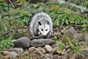 Opossum in the yard