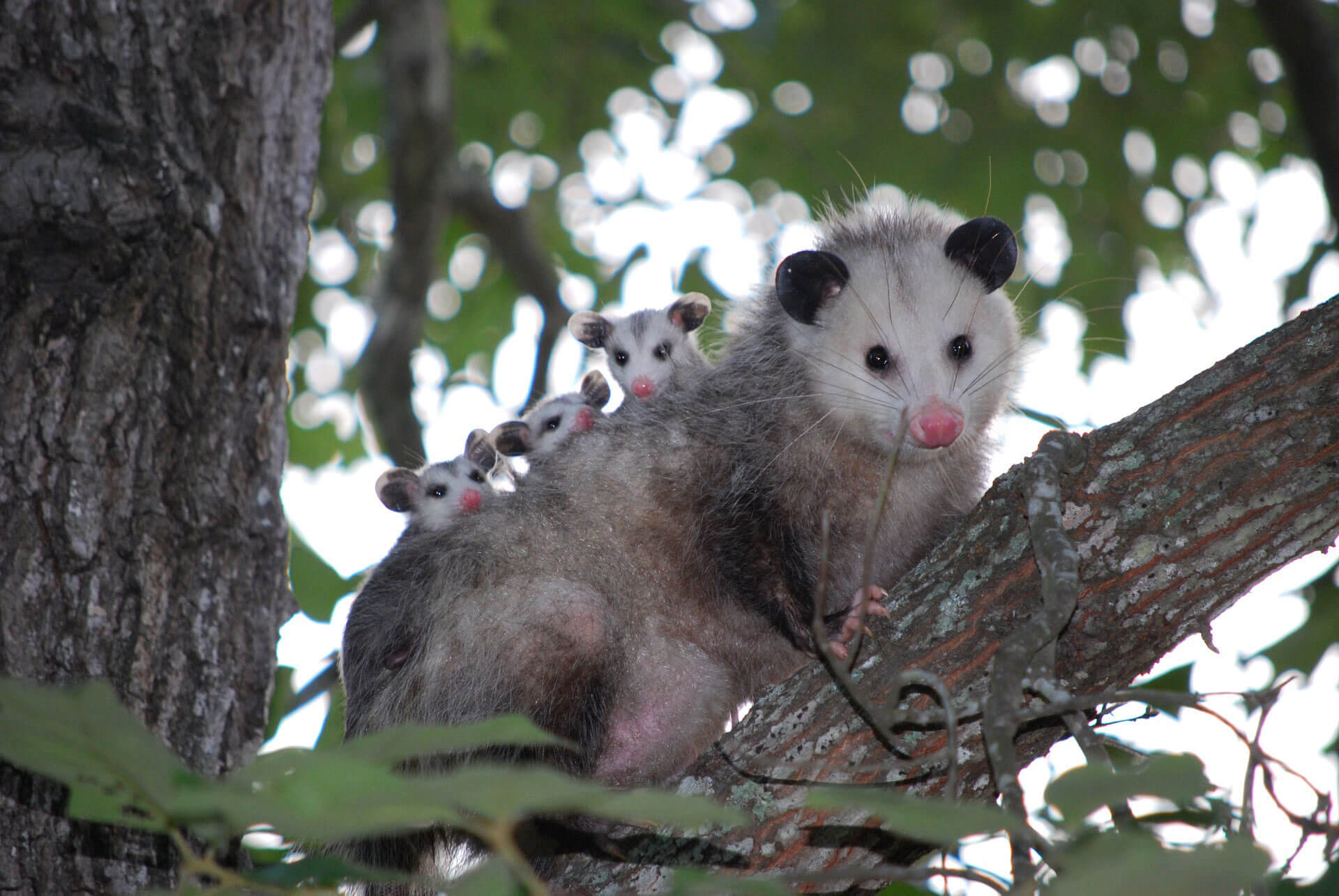 Homeowners Found Baby Opossums in a Most Unexpected Place