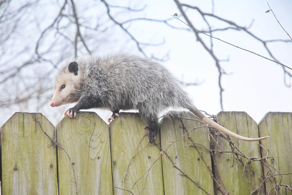 Opossum on a fence