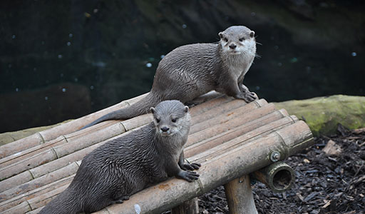 Otter near a river bank