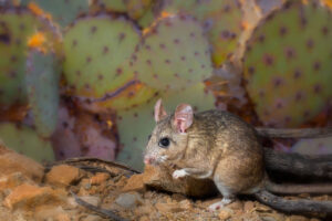 Pack rat in a garden