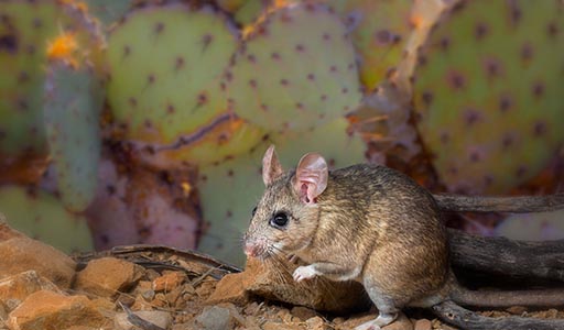 Pack rat near cactuses