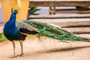 Peacock on a property