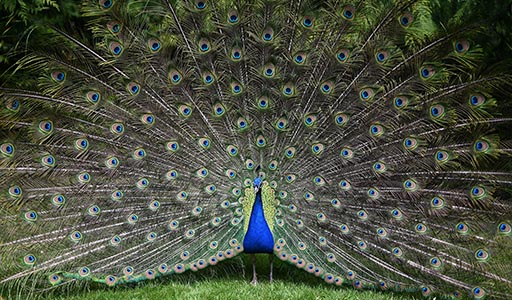 Peacock showing feathers