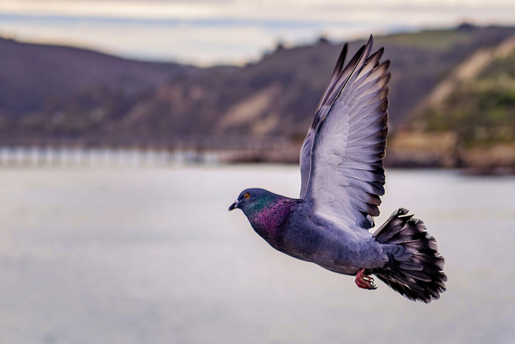 Pigeon flying