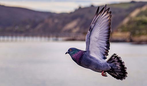 Pigeon flying