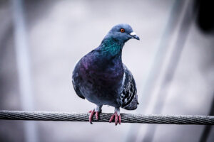 Pigeon on a wire