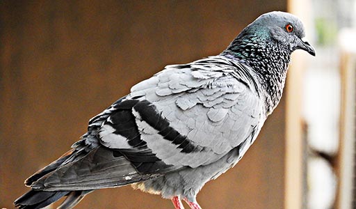 Pigeon on a building