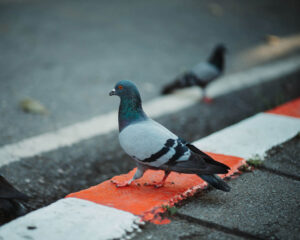 Pigeon in the city