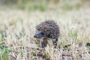 Porcupine in a yard