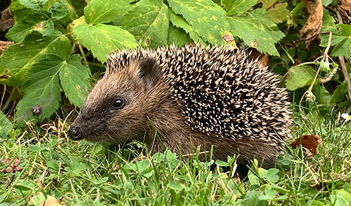 Porcupine in a yard