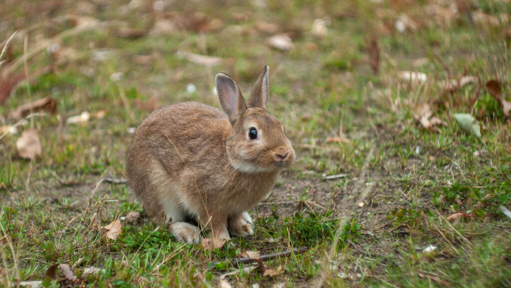Rabbit in a yard