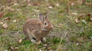 Rabbit in a yard