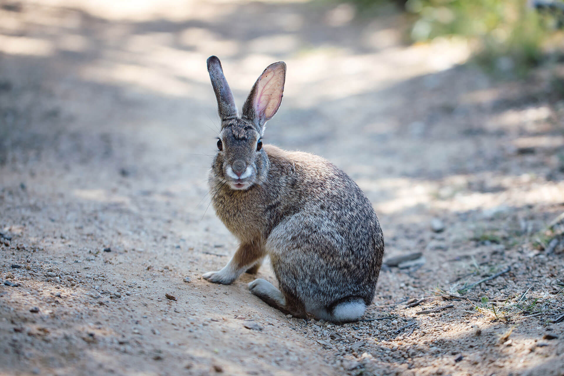 Rabbit Information Information | Trutech Wildlife Removal