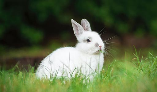 White rabbit in a yard