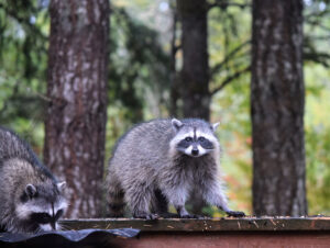 Raccoons on a fence