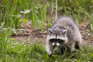 Raccoon in a yard