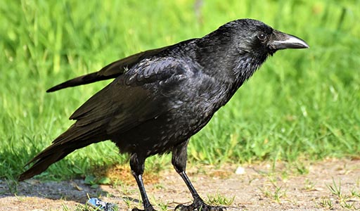 Raven in a yard