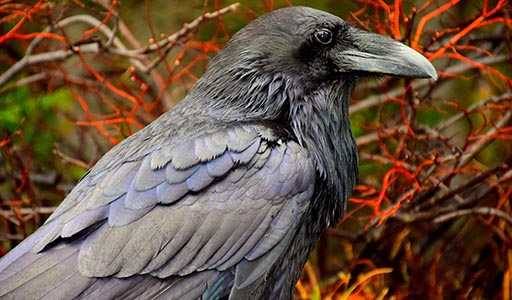 Raven in a forest