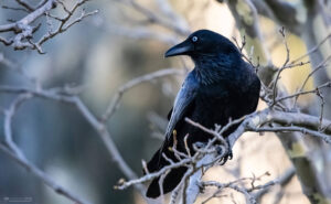 Raven in a tree