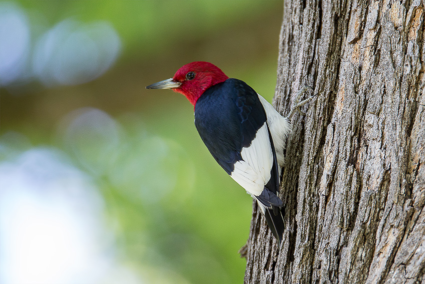 Woodpecker on a tree