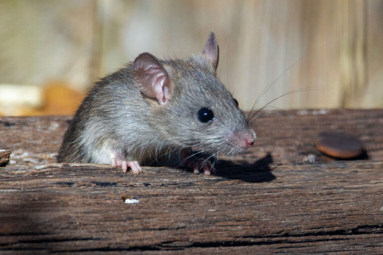 Roof rat on wood