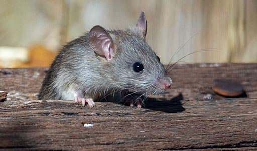 Roof rat on wood