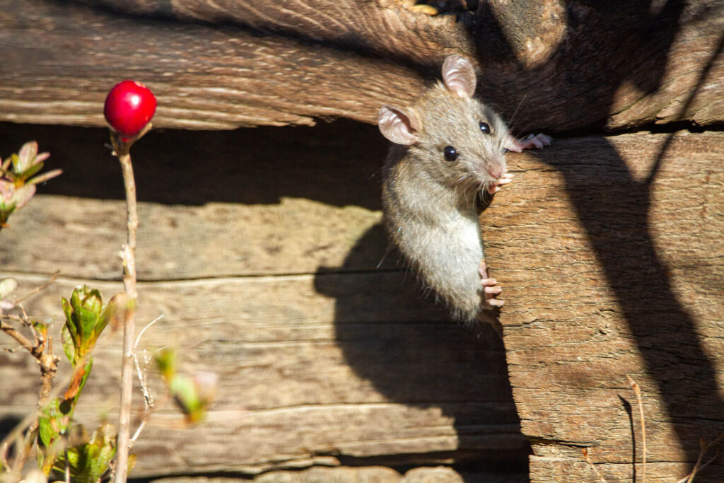 Roof rate climbing a wooden structure