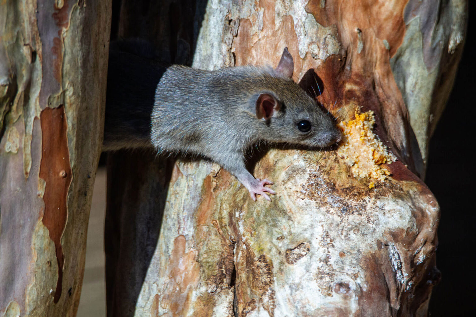 Roof rat in a tree