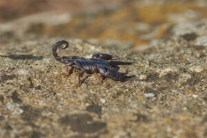 Scorpion on a rock