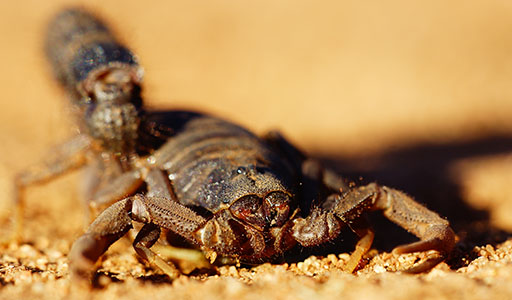 Scorpion in the desert