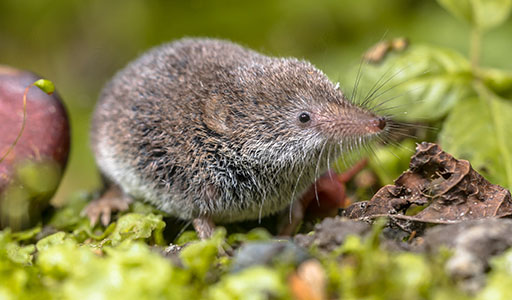 Shrew in a garden