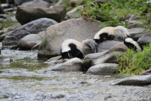 Skunks near a river