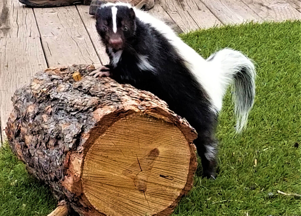 Skunks near a property