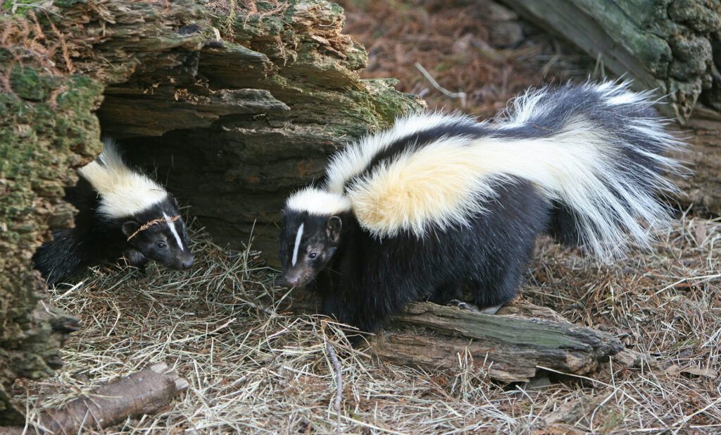 Skunks in a yard