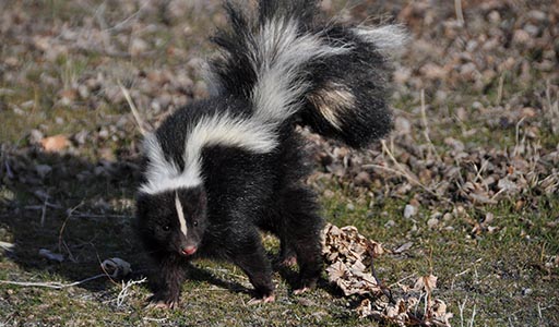 Skunk in a yard