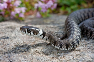 Snake in a garden