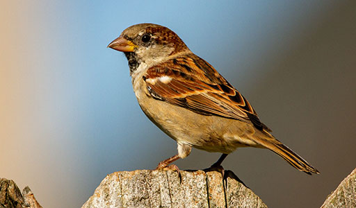 Sparrow on a fence board