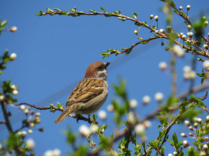Sparrow in a tree