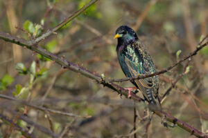 Starling on a tree branch
