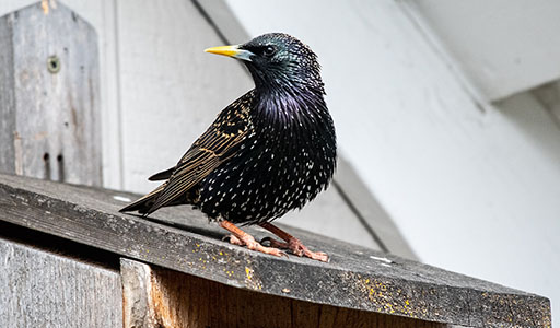 Starling on a bird house