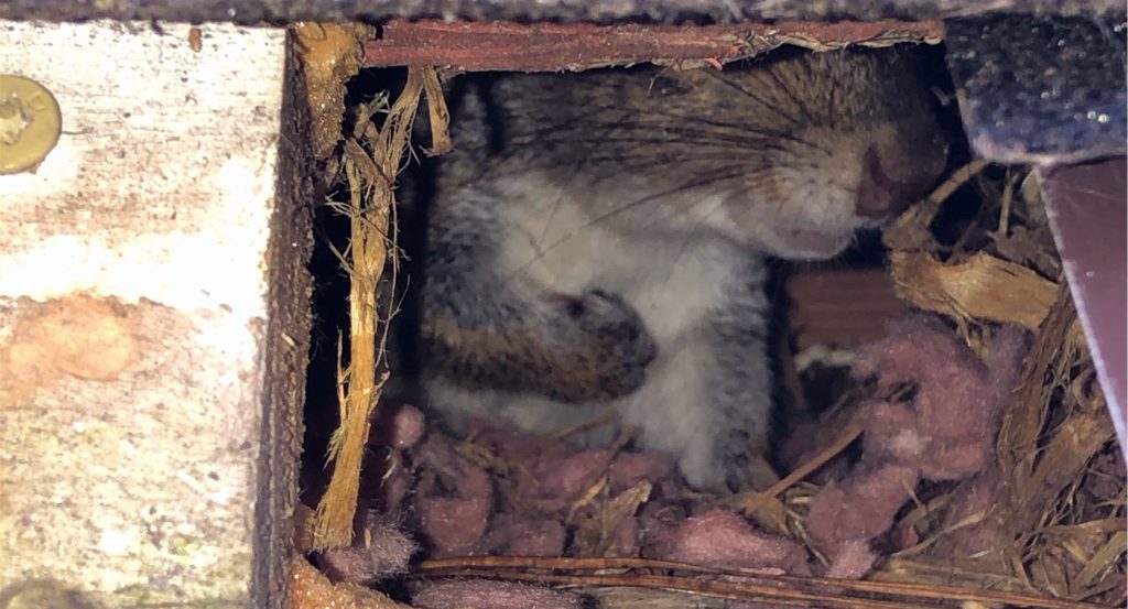 Strong Squirrel in Roof