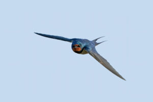 Swallow flying