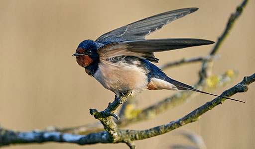 Swallow on a tree branch