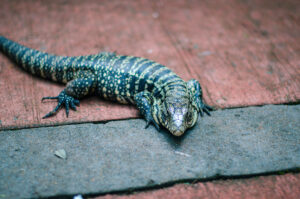 Tegu lizard on a porch